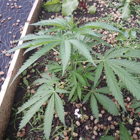 Gelato #45 — vegetative, day 1