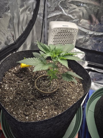 Grow 1 2026 Dream Widow — vegetative, day 27