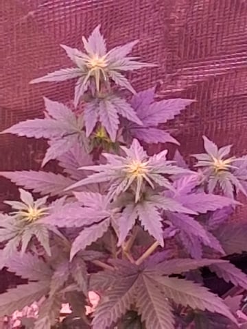 First Lagit Grow — flower, day 29
