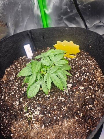 Fat Banana Auto  — vegetative, day 11