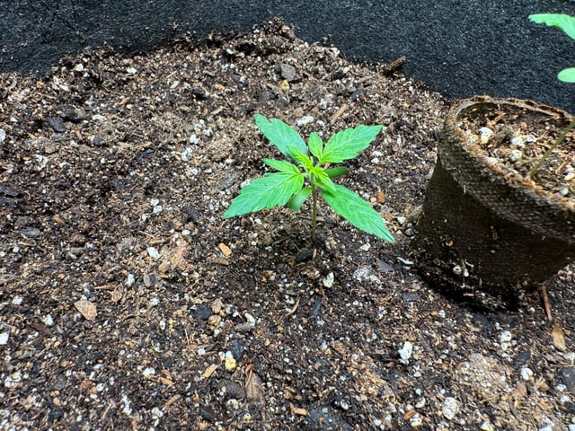 First grow — seedling_rooting, day 14
