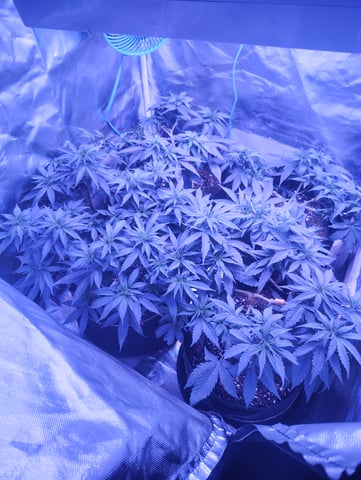 3 in flower — vegetative, day 18