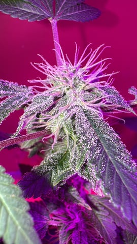 OG Kush — flower, day 104