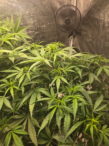 RQS Cookies Gelato — flower, day 45