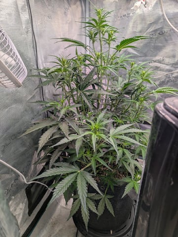 Dark Star — flower, day 37
