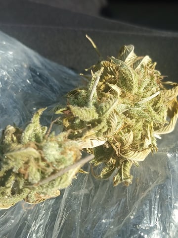 Critical Purple Kush — done, day 156