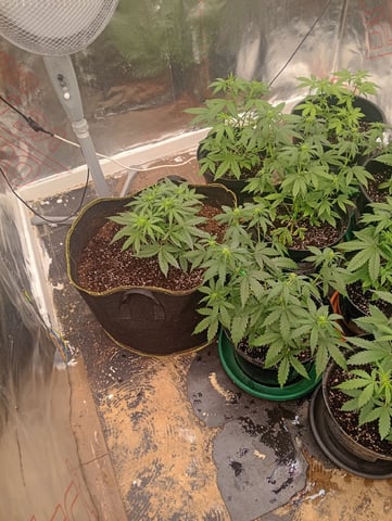 4 Different Kinds Of Autos  — flower, day 38