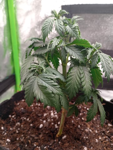 All Aboard!!! — vegetative, day 33