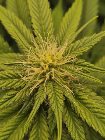 First Indoor Grow — flower, day 89