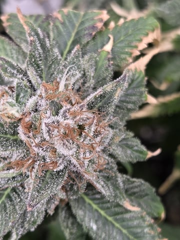 White Widow + Papaya Bomb — flower, day 114