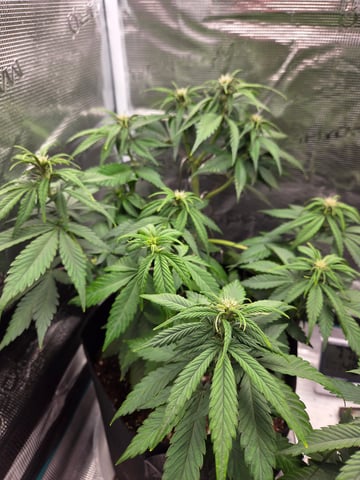 second grow — vegetative, day 33