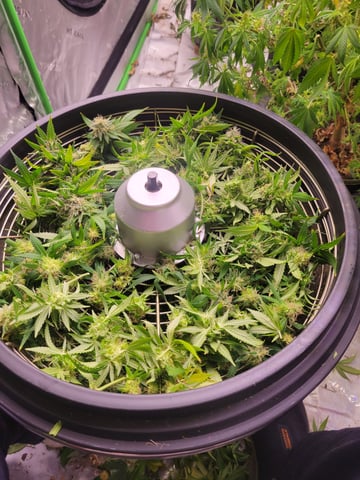 clones — harvest, day 88