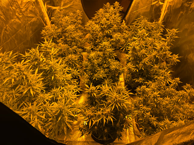 2nd Autoflower Indoor Grow — flower, day 68