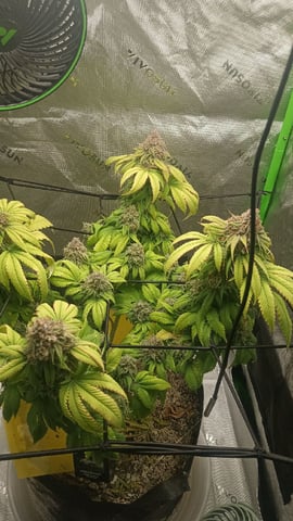 Critical Purple Kush — flower, day 144