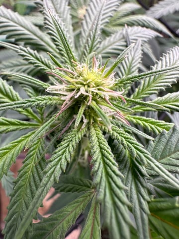 trying some bag seeds — flower, day 44