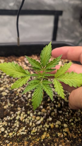 Lemon Cherry Gelato Auto — vegetative, day 19