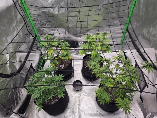 Summer 2026 Grow — flower, day 36