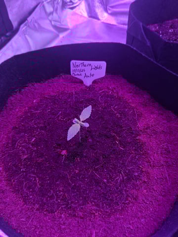first auto grow — seedling_rooting, day 7