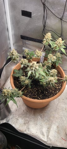 Alaskan bananaberry auto — flower, day 71