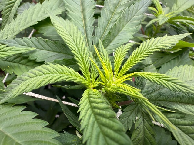 Green Gelato — flower, day 62