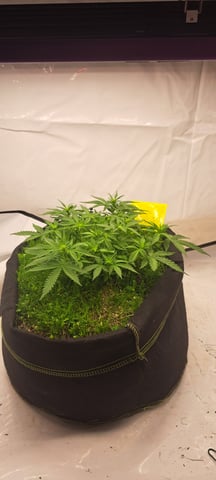 First Grow with the new setup  — auto, day 36