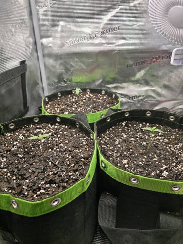  1 Blue Zushi x Venom & 1 Jack Here x Strawberry Cookies OG — seedling_rooting, day 8