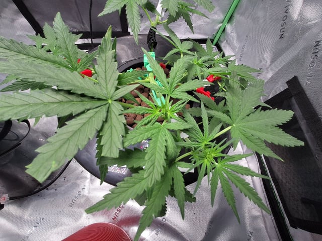 BABY SISTER — vegetative, day 45