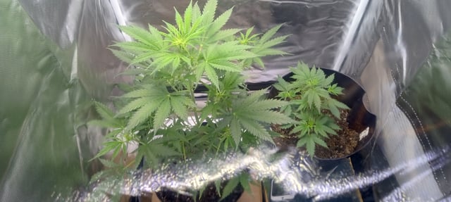 frst grow tent grow — vegetative, day 42