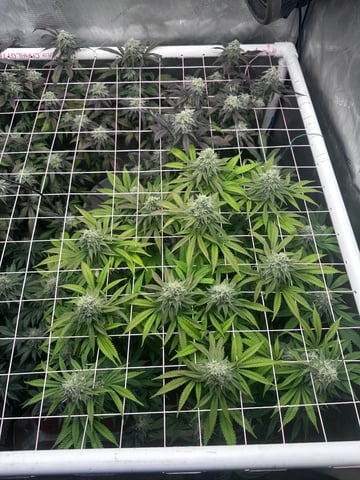 Grow#2 — flower, day 94