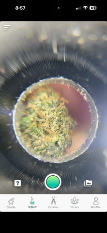 4’x8’ Grow1 — flower, day 73