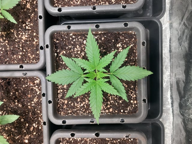 Critical Feminisiert Ganjafarmer  — vegetative, day 22