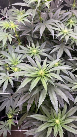 E Grow  — flower, day 10