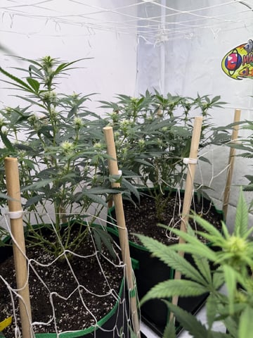 Indoor Grow  — flower, day 158