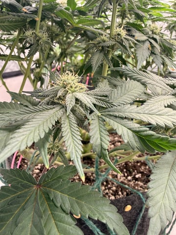 BloodMoon Gelato — flower, day 84