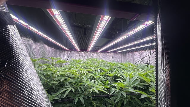 exotic genetix / beleaf cut white truffle  — flower, day 8