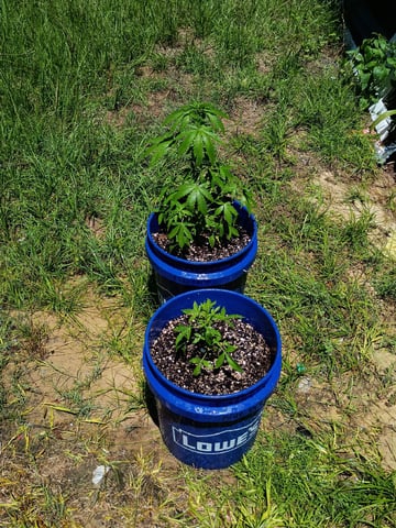 Six-Duece Autos — seedling_rooting, day 39