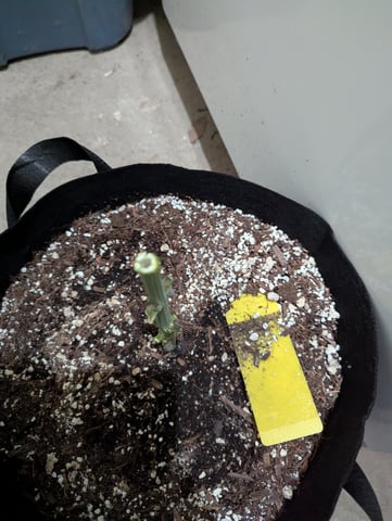 First Grow — harvest, day 72