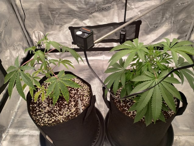 Photo Time📸🕞 — vegetative, day 44