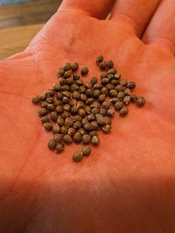 outdoor — flower, day 160