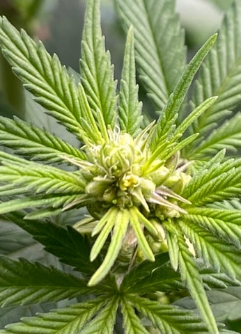 The White X Run Away Bride #3 — flower, day 58