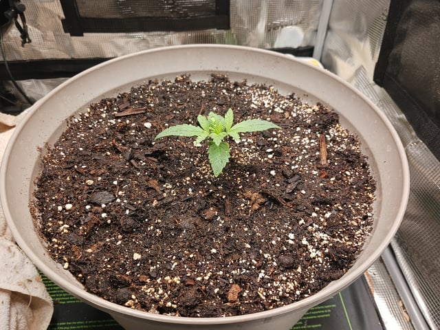 4th grow  — vegetative, day 141