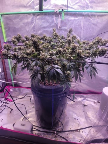 6th Grow — flower, day 91