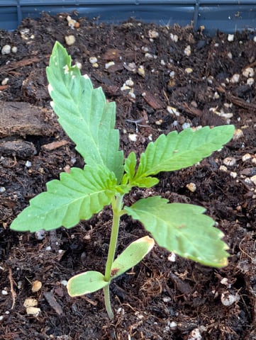 Galicane Fem — vegetative, day 19