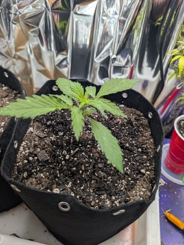 Zkittlez (Auto) — vegetative, day 19