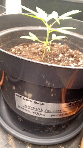 4 Different Kinds Of Autos  — vegetative, day 22
