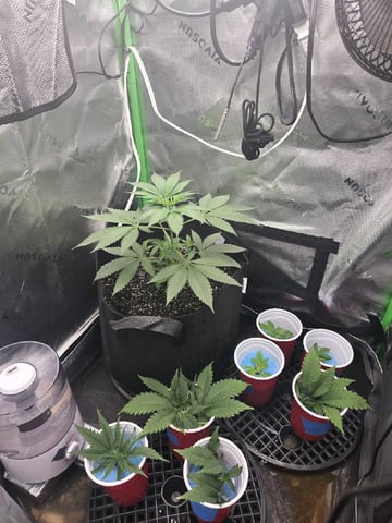 new bee's  — flower, day 121