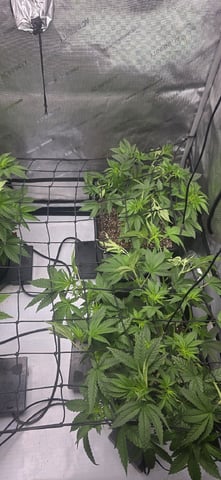 Lime Rian. — vegetative, day 40