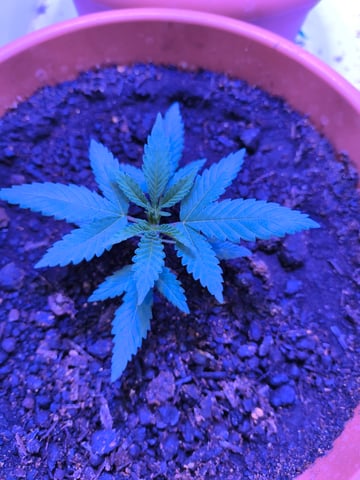 unknown strain 1st grow — seedling_rooting, day 4