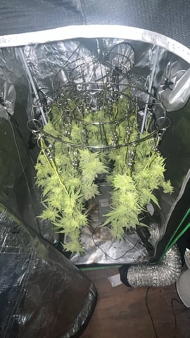 2nd Run — harvest, day 154