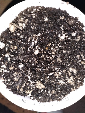 Joker Auto Flower — germination, day 1